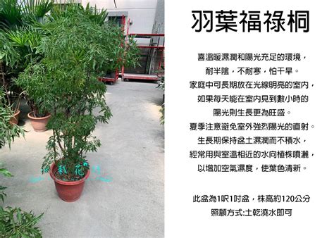 富貴樹|羽裂福祿桐